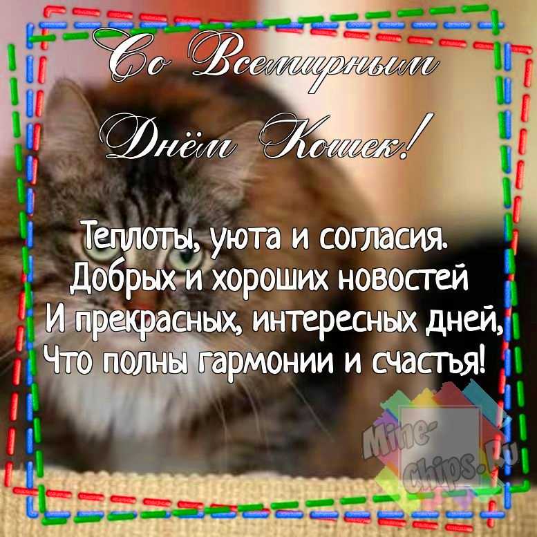 Магнит-открытка: С Днем Рождения! (кот)