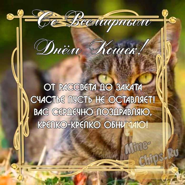 С Днем кошек! Добрые открытки и поздравления во всемирные праздник 8 августа