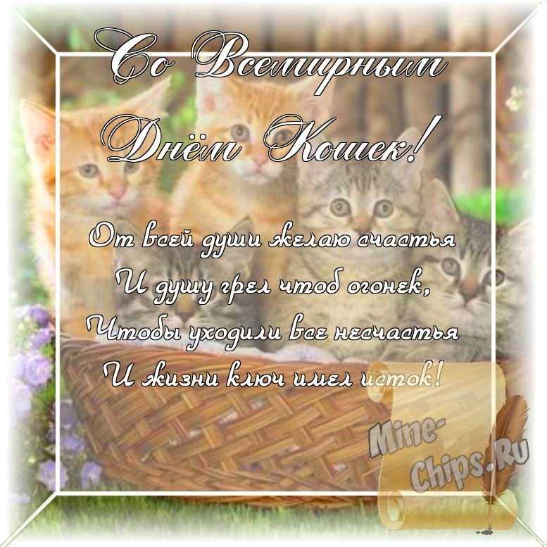 Оригинальное изображение, стихи ко дню кошек в цветочной рамке