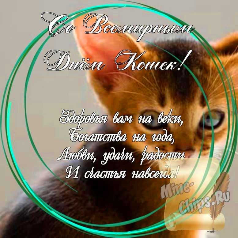 Праздничная, яркая открытка с днем кошек со стихами