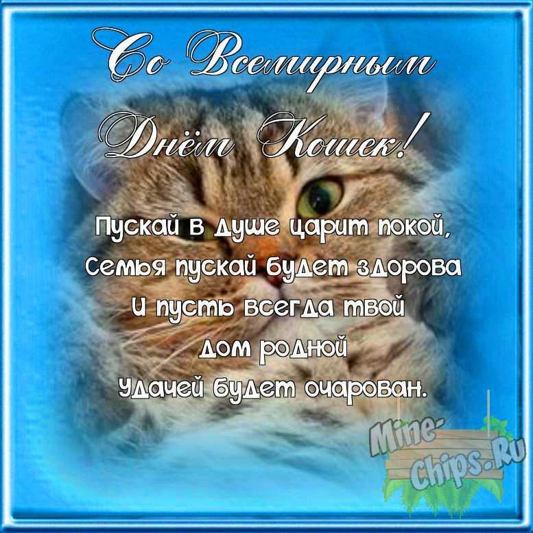 Поздравляем с днем кошек, открытка со своими словами