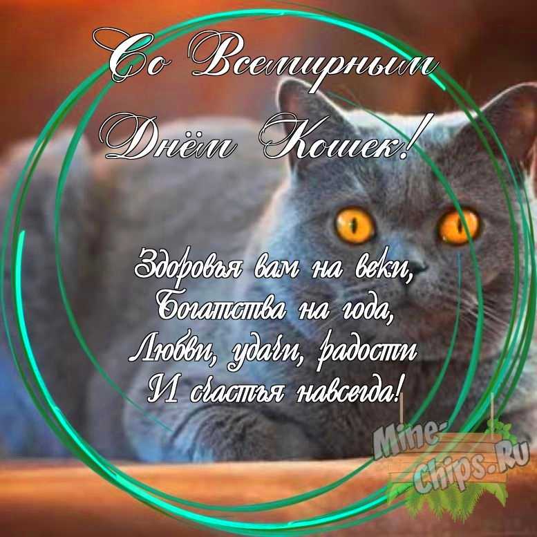Праздничная, яркая открытка с днем кошек со своими словами